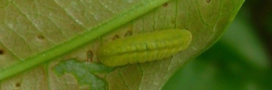 Nacaduba berenice berenice - Final Larvae